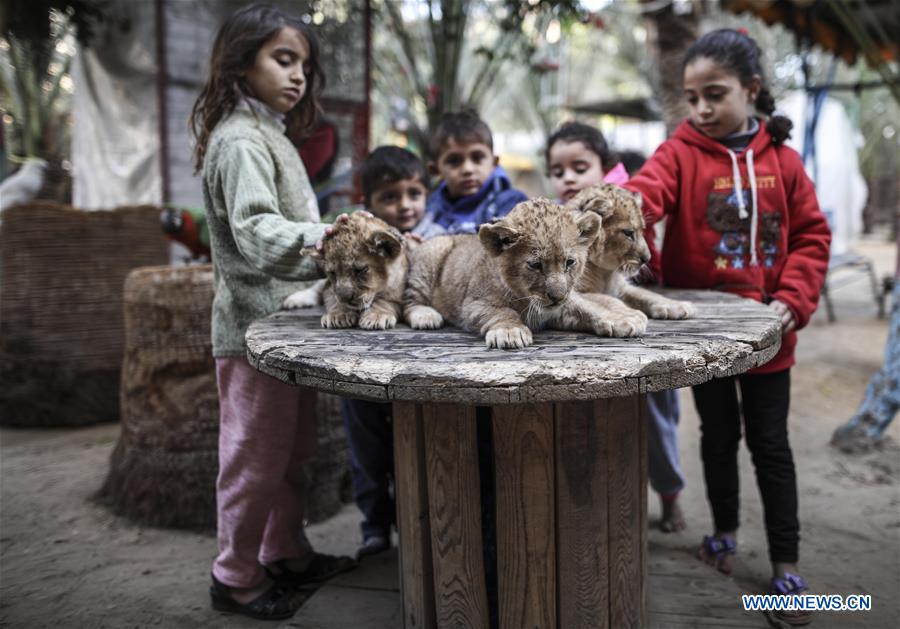 MIDEAST-GAZA-LION-CUBS