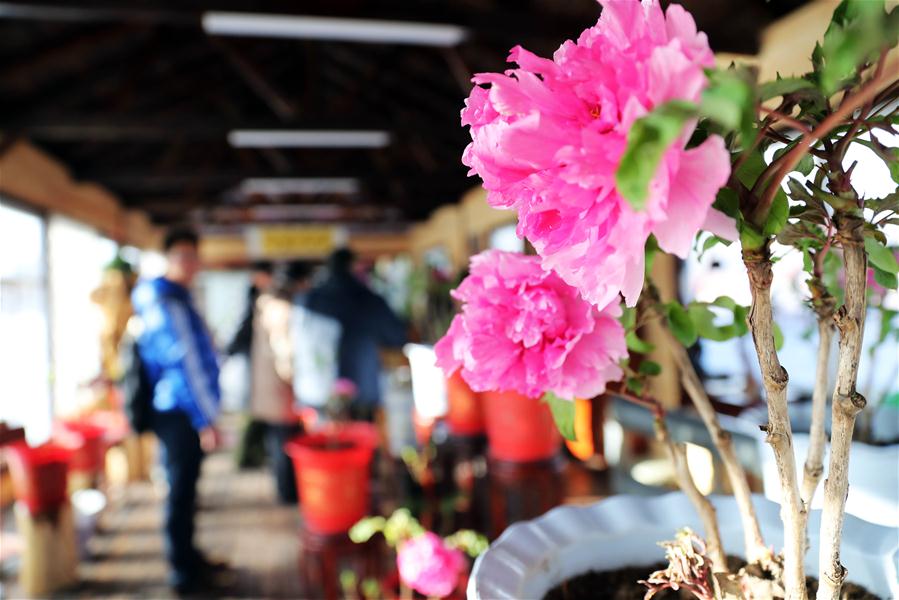 CHINA-LIAONING-SHENYANG-PEONY FLOWERS (CN)