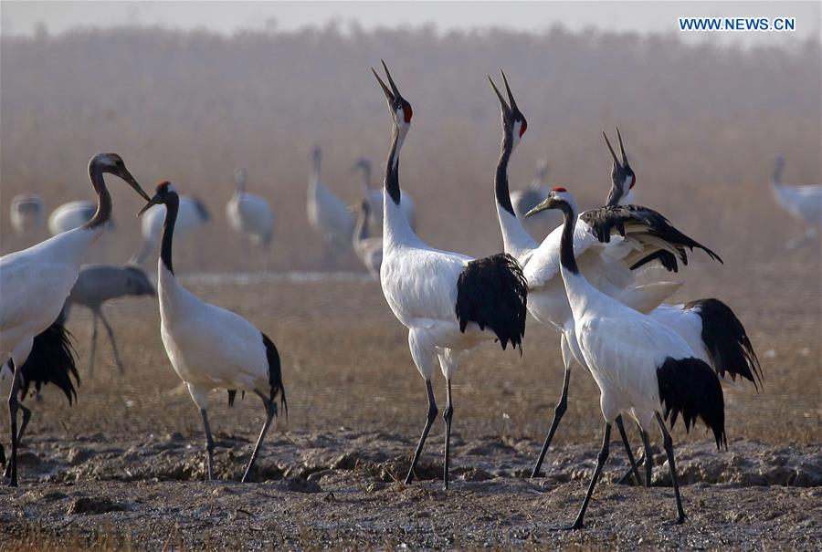 #CHINA-JIANGSU-CRANES (CN)