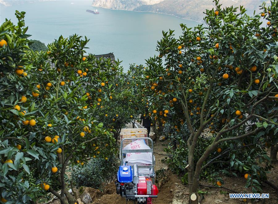 #CHINA-HUBEI-ZIGUI-NAVEL ORANGE (CN)