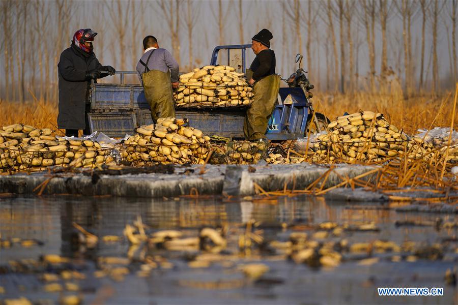 CHINA-HEBEI-BAIYANGDIAN-LOTUS ROOTS (CN)