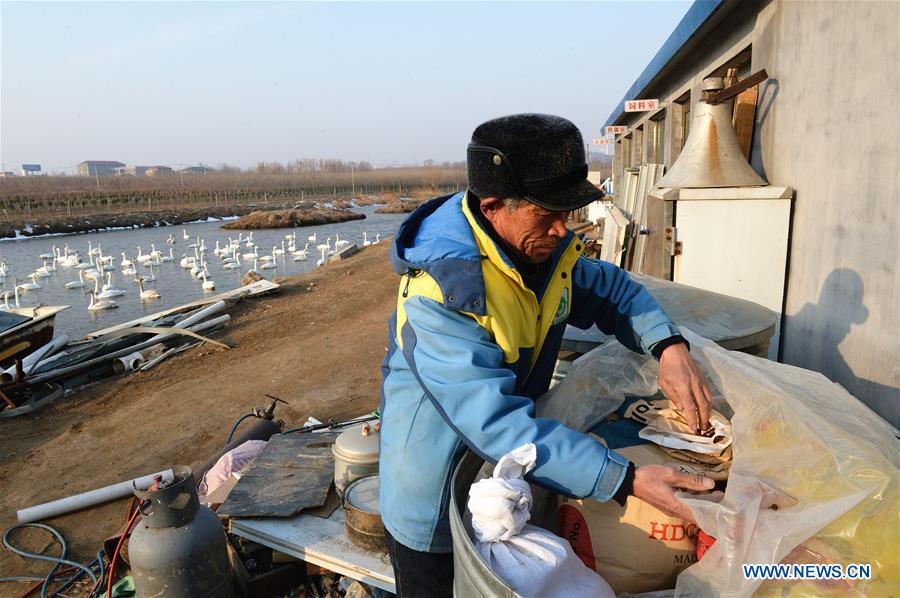 CHINA-SHANDONG-SWAN-PROTECTION (CN)