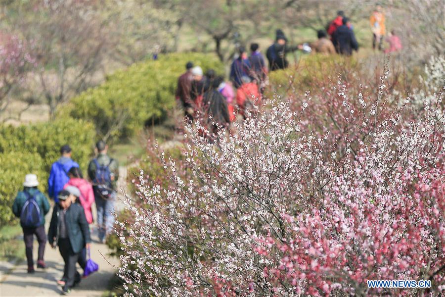 #CHINA-JIANGSU-NANJING-PLUM BLOSSOM(CN)