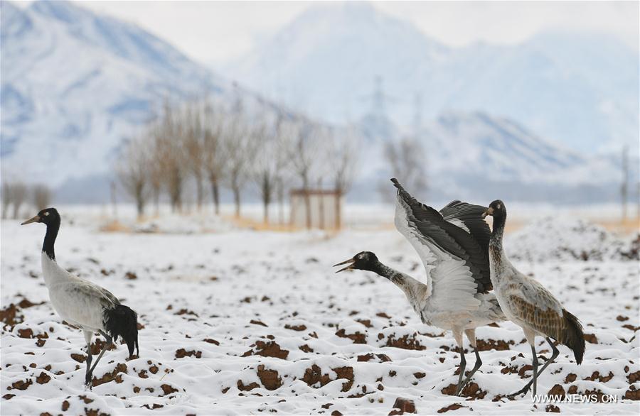 CHINA-TIBET-BLACK-NECKED CRANES (CN)