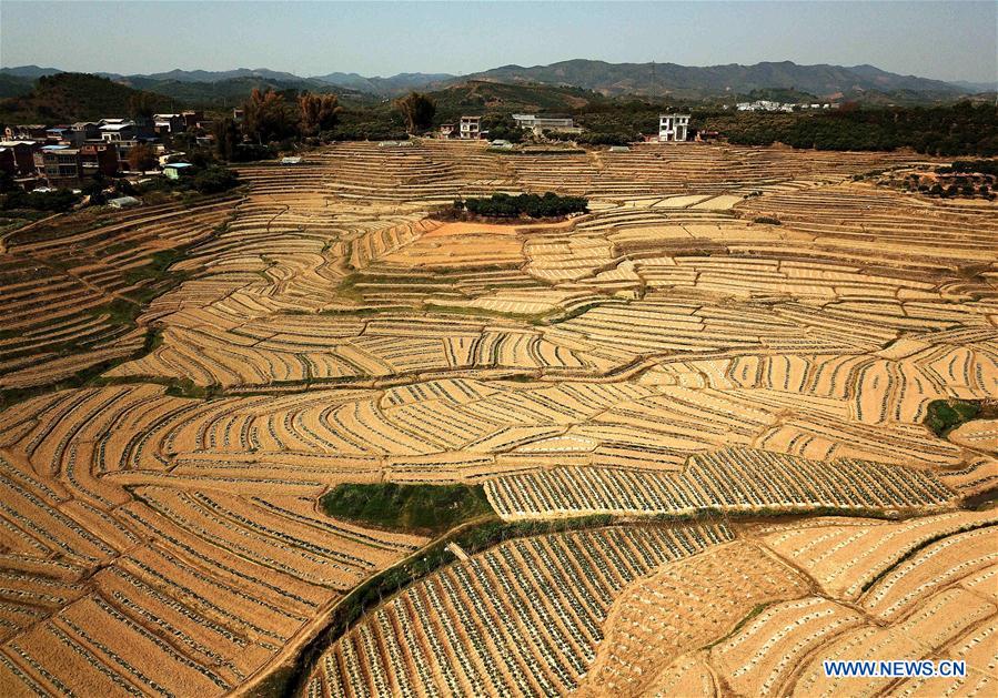 CHINA-GUANGXI-AGRICULTURE-WATERMELON-FIELD-LANDSCAPE (CN)