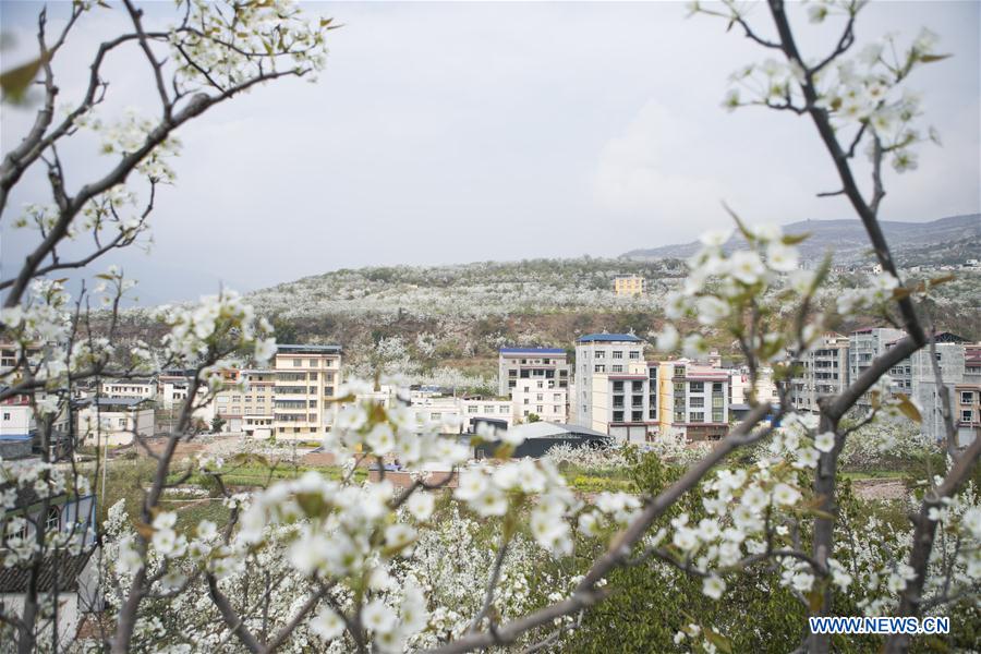 CHINA-SICHUAN-PEAR BLOSSOM-TOURISM (CN)