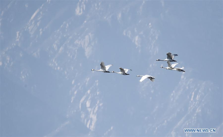 CHINA-BEIJING-WETLAND RESERVE-BIRDS (CN)