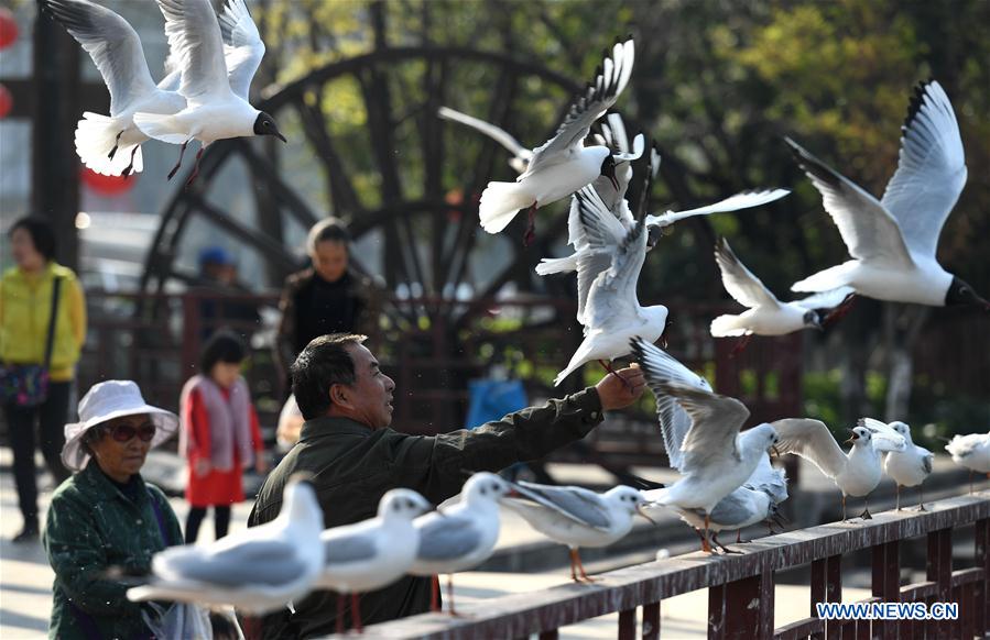 CHINA-KUNMING-BLACK-HEADED GULL (CN)