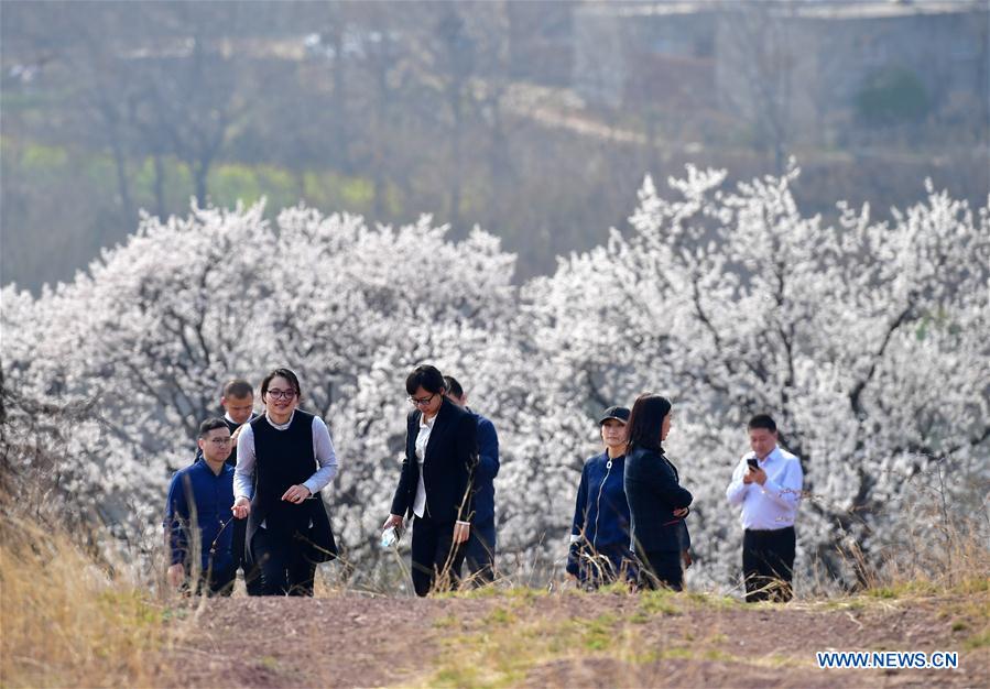 CHINA-HENAN-ALMOND BLOSSOM-TOURISM (CN)