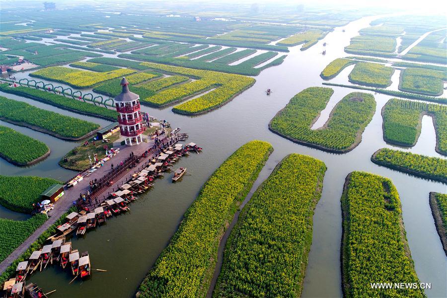 #CHINA-JIANGSU-XINGHUA-COLE FLOWERS(CN)