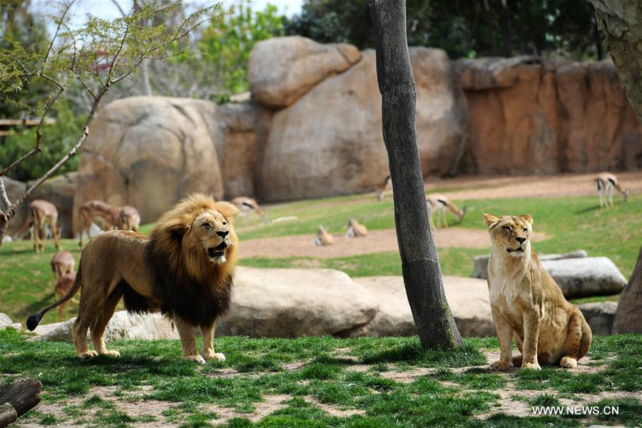 SPAIN-VALENCIA-BIOPARC ZOO