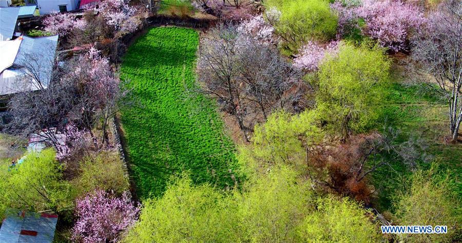 CHINA-TIBET-NYINGCHI-SCENERY(CN)