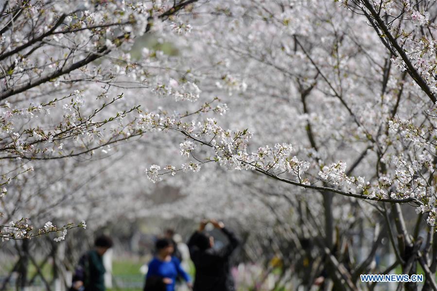 CHINA-ZHEJIANG-SPRING SCENERY(CN)