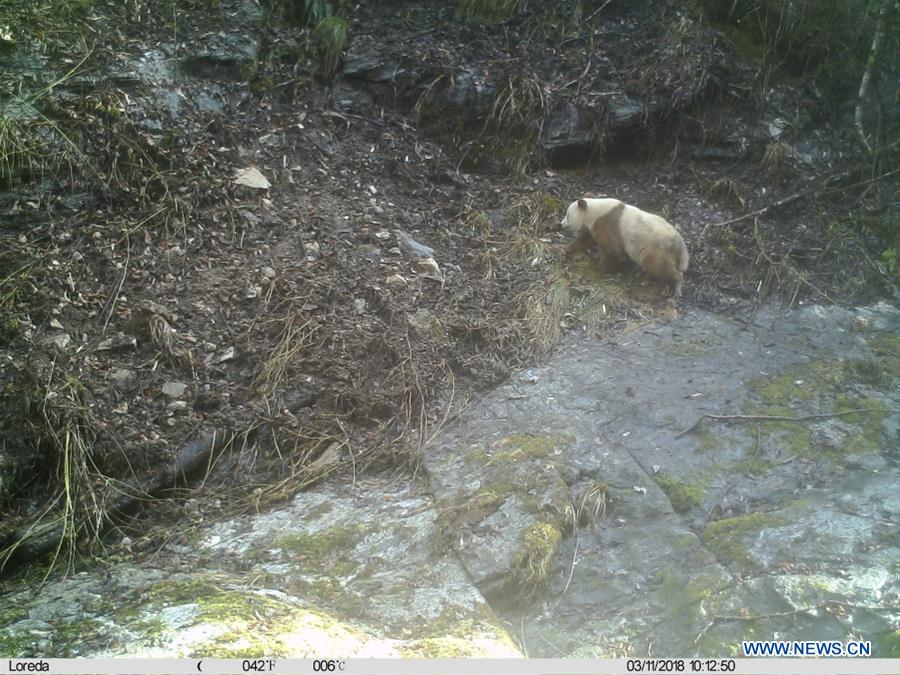 CHINA-SHAANXI-BROWN GIANT PANDA (CN)