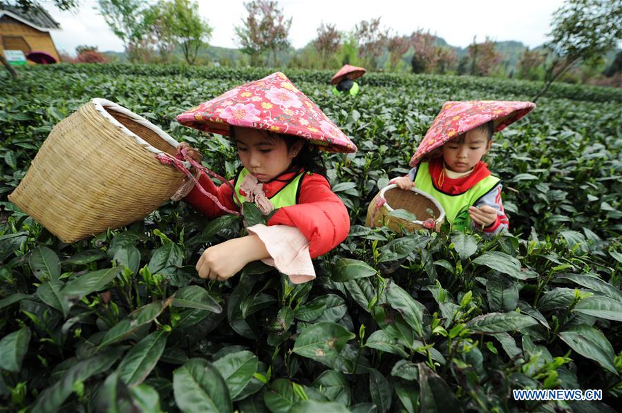 CHINA-GUIZHOU-TEA-PICKING-LEARNING TOUR (CN)