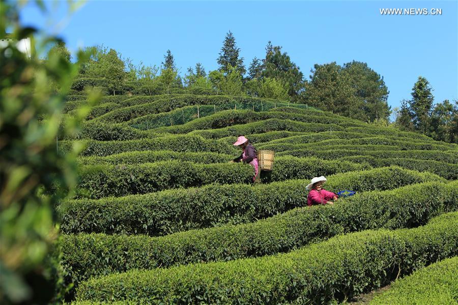 CHINA-CHONGQING-TEA HARVEST (CN)