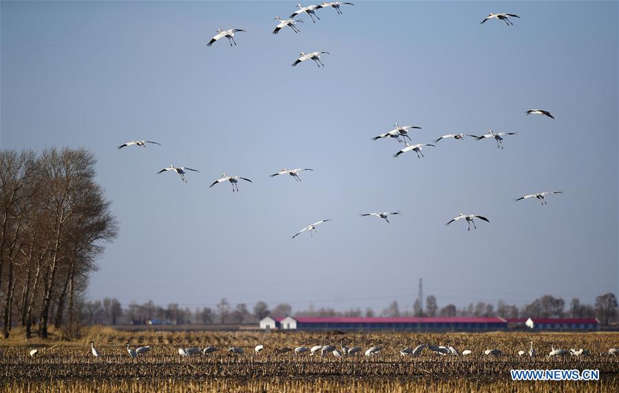 CHINA-JILIN-MOMOGE NATURE RESERVE-MIGRANT BIRDS (CN) 