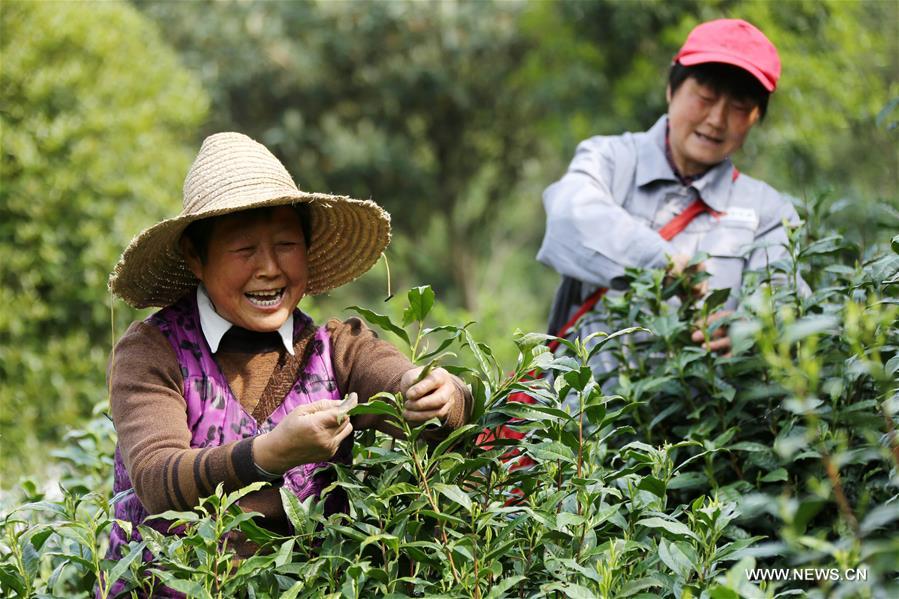 #CHINA-SPRING-TEA GARDEN-HARVEST (CN)