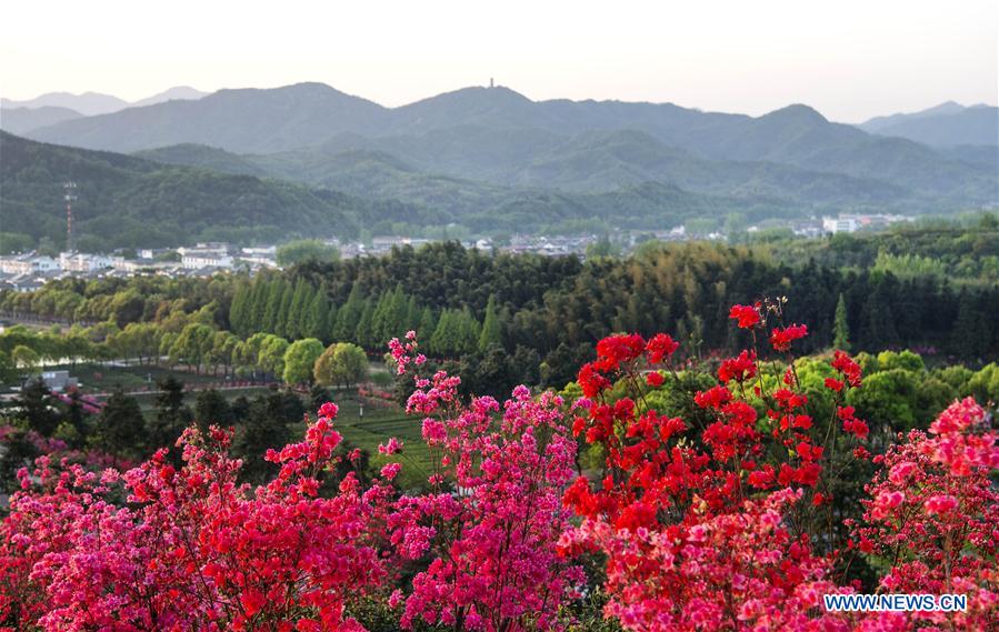 CHINA-ANHUI-SHUCHENG-TEA PLANTATION-SPRING SCENERY (CN)