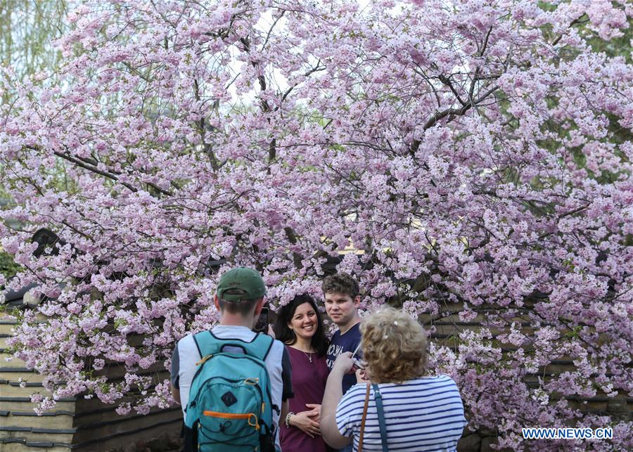 GERMANY-BERLIN-CHERRY BLOSSOM FESTIVAL