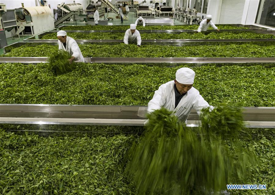 #CHINA-HUBEI-ZIGUI-TEA INDUSTRY (CN)