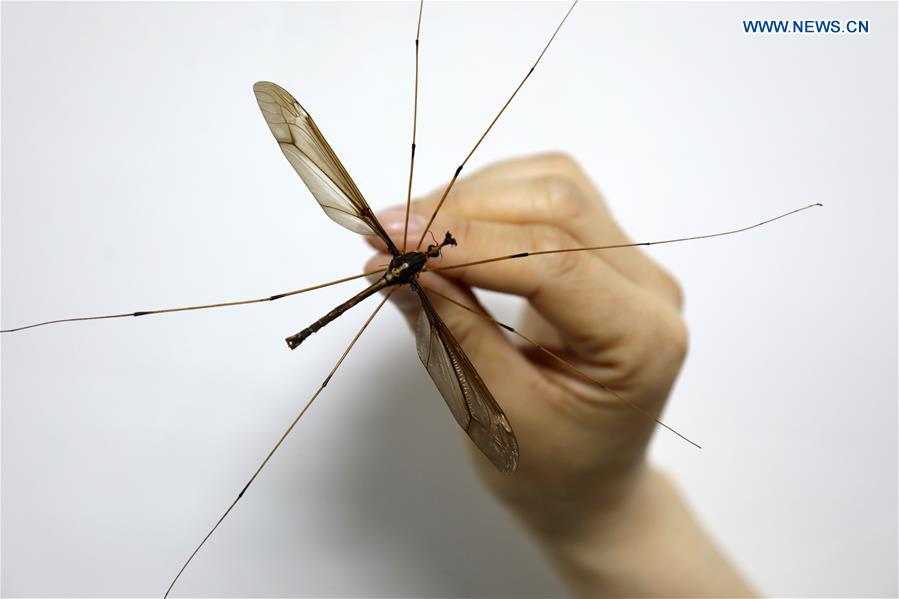 CHINA-CHENGDU-GIANT MOSQUITO (CN)