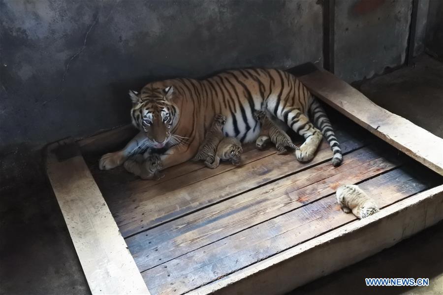 #CHINA-HEILONGJIANG-SIBERIAN TIGER-QUINTUPLETS (CN)