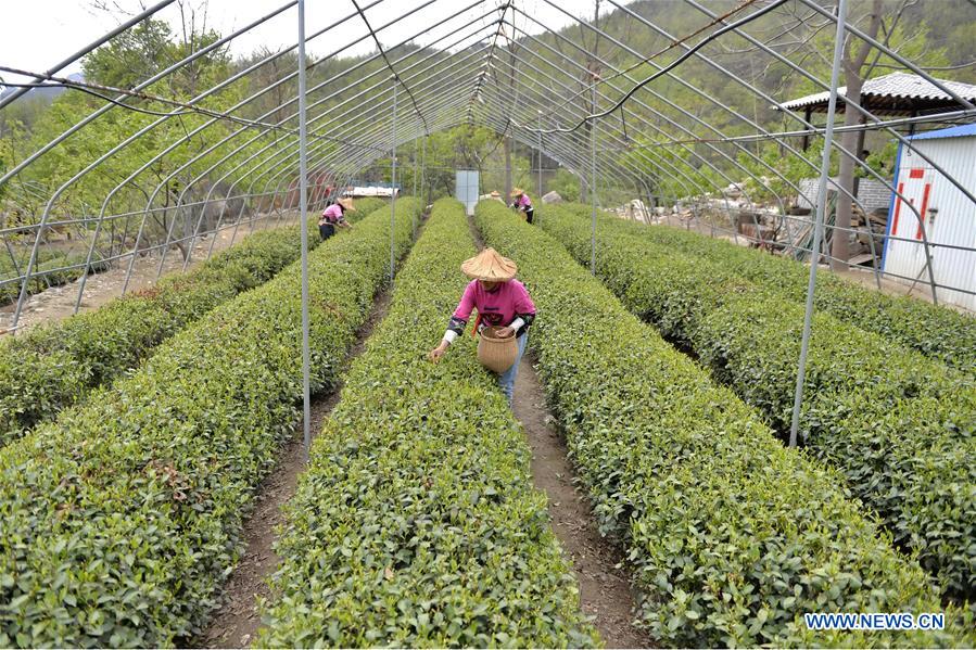 CHINA-HEBEI-TEA GARDEN(CN)