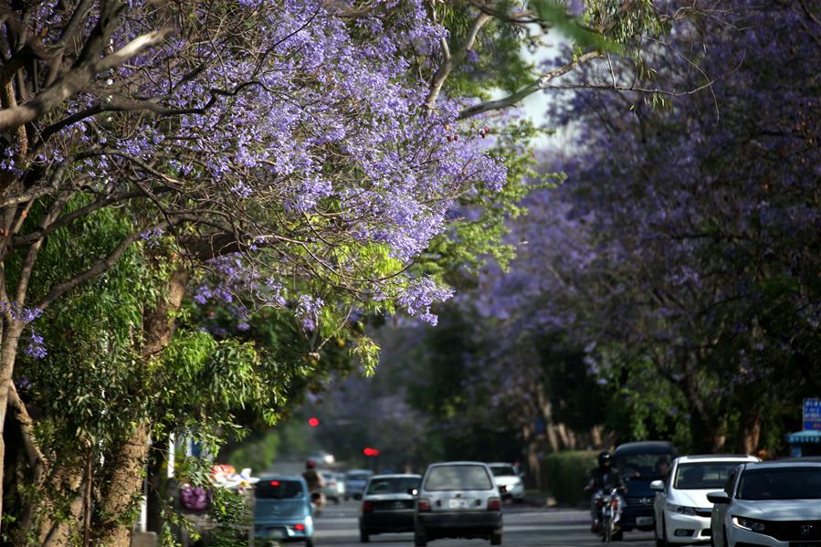 PAKISTAN-ISLAMABAD-BLOSSOMING