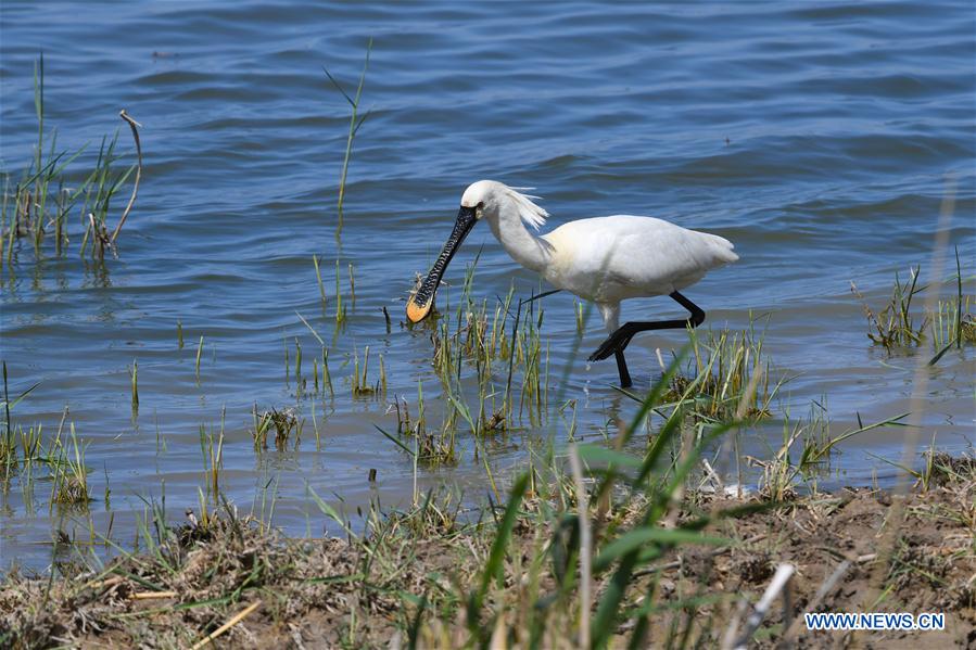 CHINA-INNER MONGOLIA-BAYANNUR-WILD BIRD (CN)