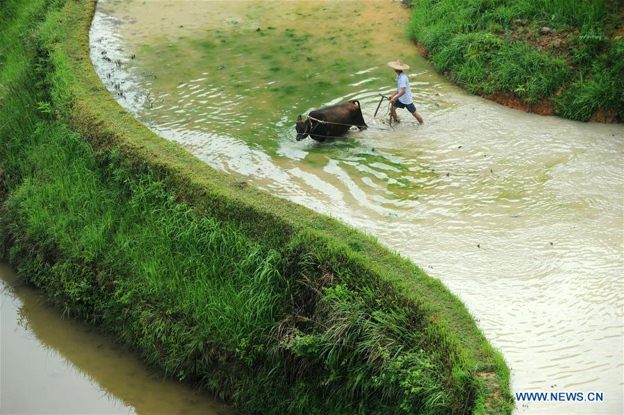 CHINA-GUIZHOU-LIPING-TRADITIONAL PLOUGH (CN)