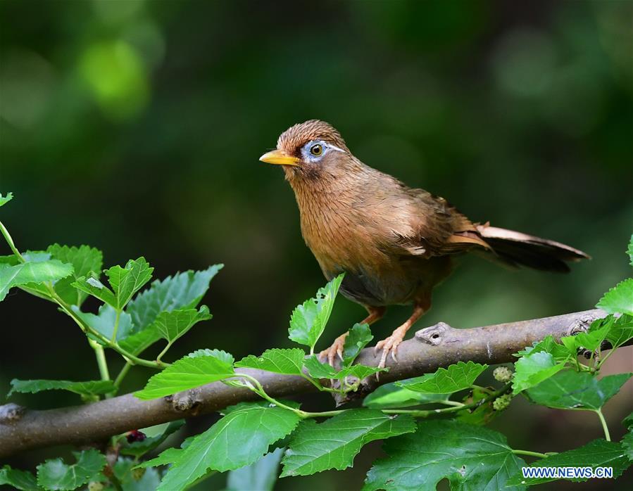 CHINA-EARLY SUMMER-BIRDS(CN)