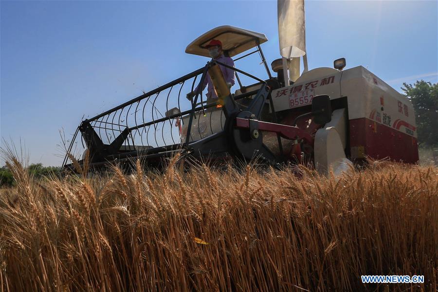 #CHINA-WHEAT-HARVEST (CN)