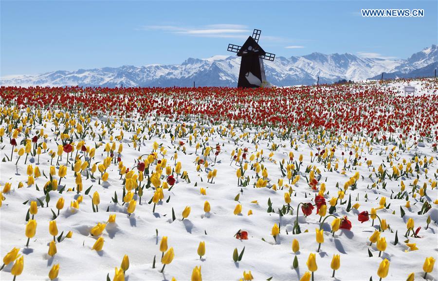 CHINA-XINJIANG-JIANGBULAKE SCENIC SPOT-TULIPS(CN)