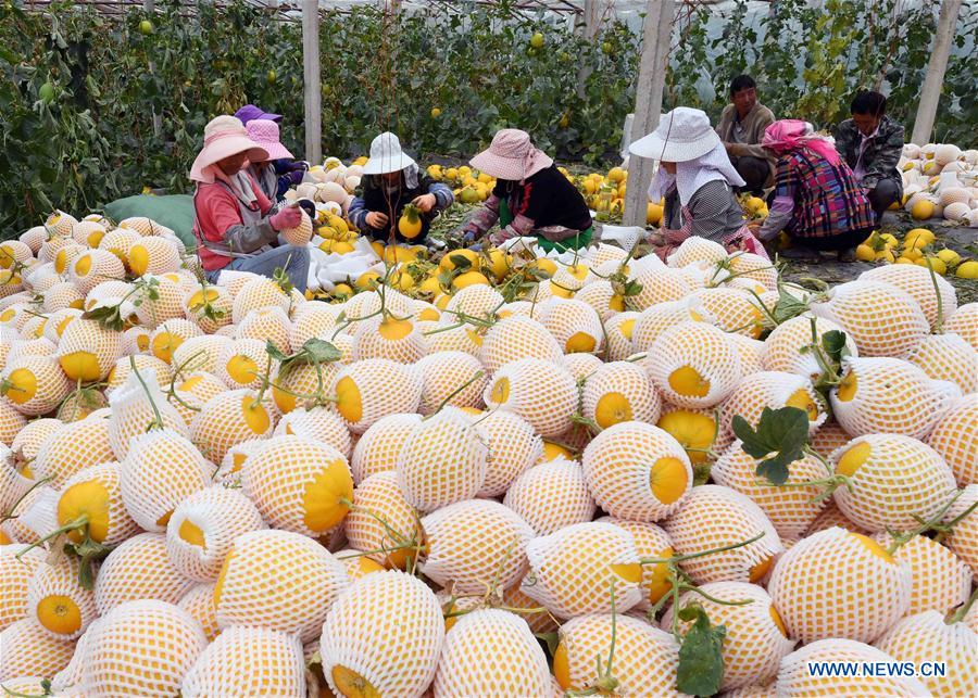 CHINA-YUNNAN-XUNDIAN-MUSKMELON-HARVEST (CN)