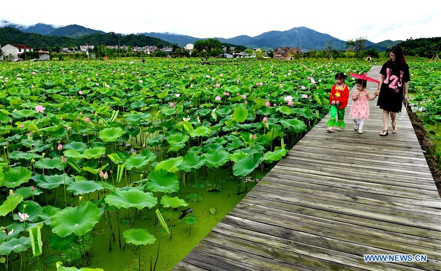 CHINA-WUYISHAN-LOTUS FLOWER(CN)