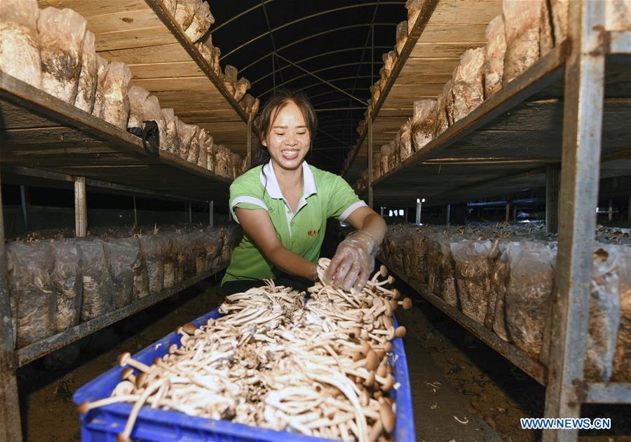 #CHINA-GUIZHOU-AGRICULTURE-EDIBLE FUNGI (CN)