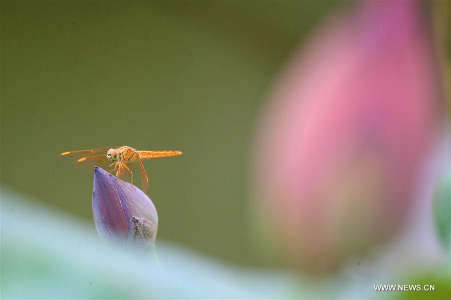 #CHINA-HUNAN-NATURE-LOTUS (CN)