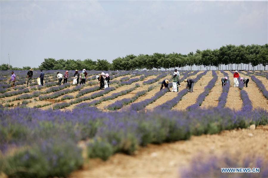 CHINA-NINGXIA-MAOWUSU DESERT-LAVENDER-HARVEST (CN)