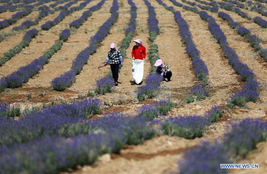 CHINA-NINGXIA-MAOWUSU DESERT-LAVENDER-HARVEST (CN)