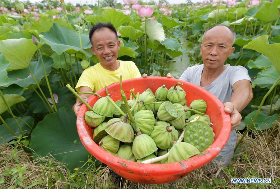 CHINA-JIANGXI-LOTUS PLANTATION (CN)