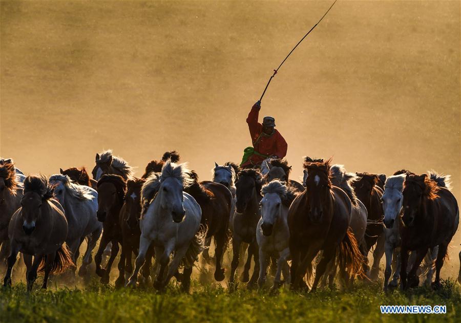 CHINA-INNER MONGOLIA-GRASSLAND-HORSES (CN)