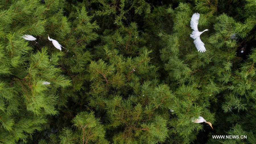 CHINA-ANHUI-EGRETS(CN)