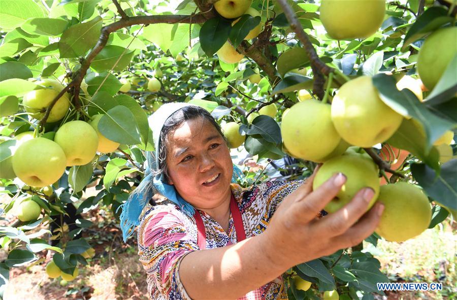 CHINA-YUNNAN-XUNDIAN-PEAR-HARVEST (CN)