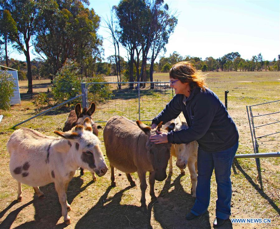 AUSTRALIA-CANBERRA-FARM-DONKEY