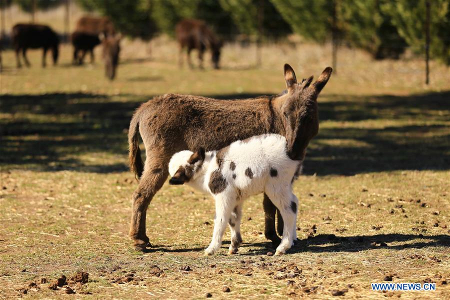 AUSTRALIA-CANBERRA-FARM-DONKEY