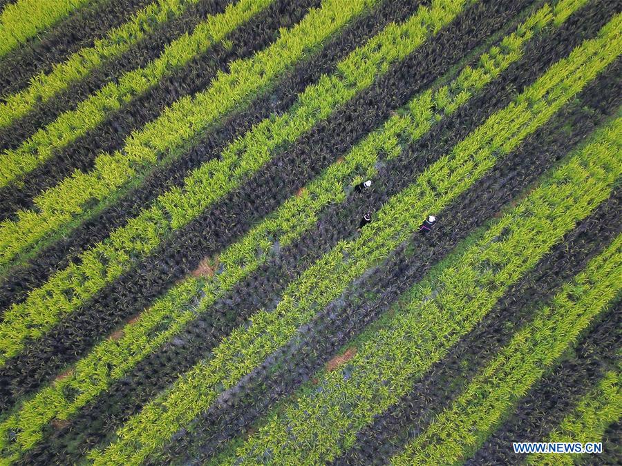 #CHINA-END OF SUMMER-AGRICULTURE(CN)