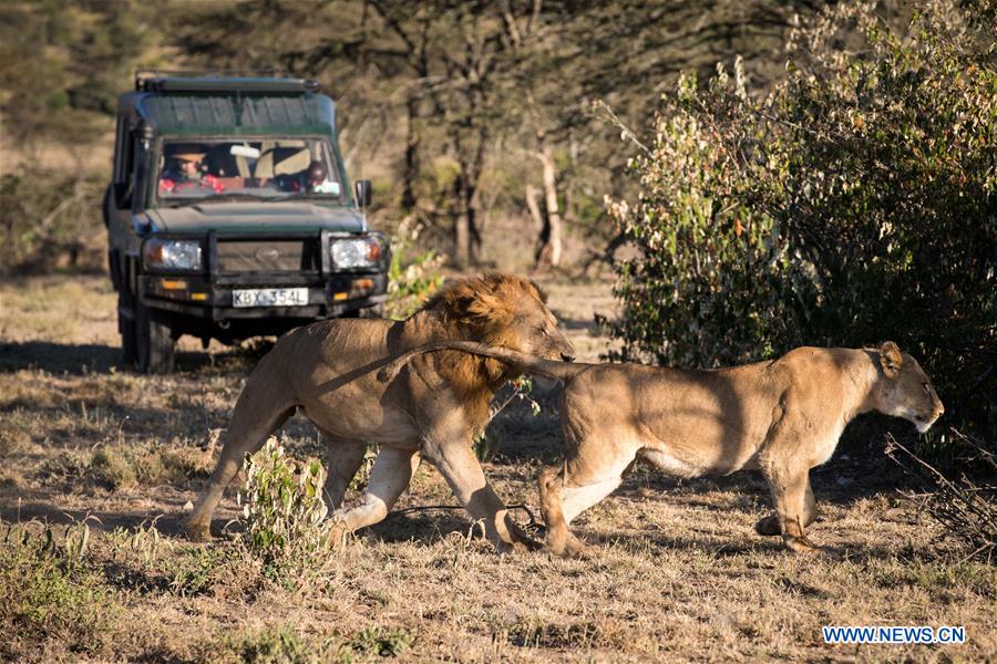 KENYA-MAASAI MARA-CHINESE WILDLIFE CONSERVATIONIST