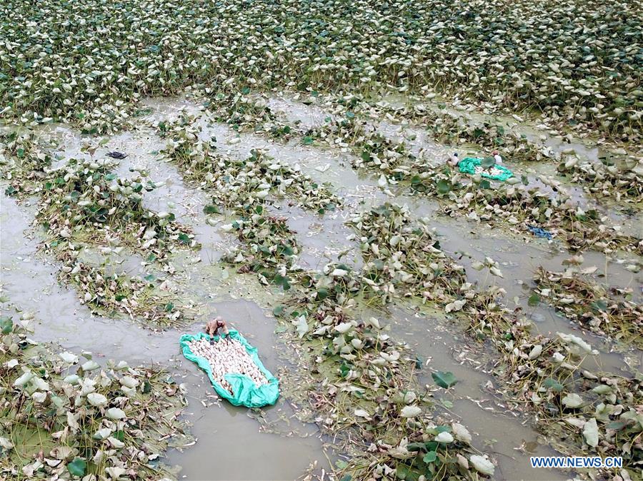 #CHINA-SIHONG-LOTUS ROOT-HARVEST (CN)