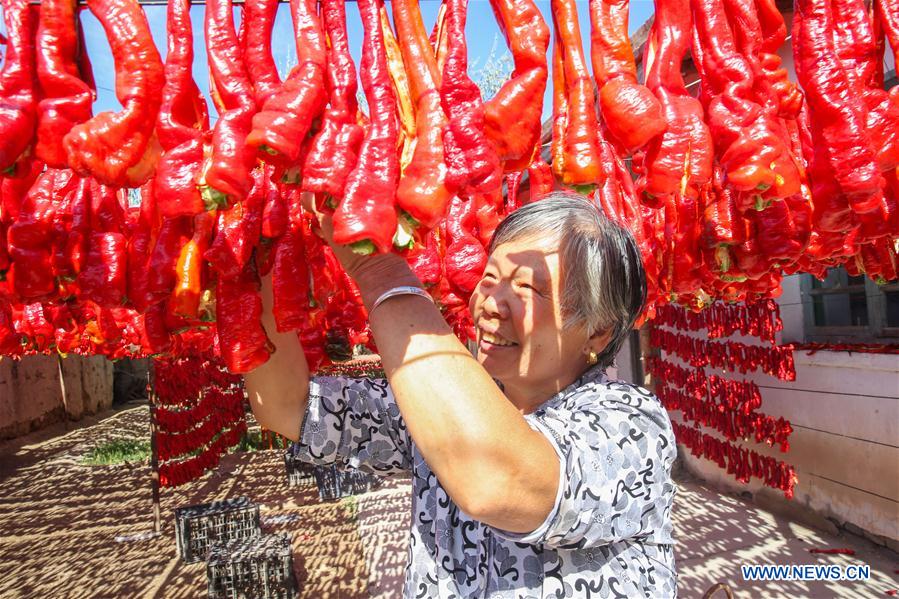 #CHINA-XINJIANG-BARKOL-CHILI HARVEST (CN)